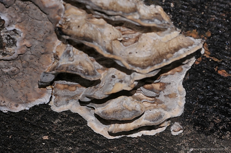 Una Aphyllophorales un p vecchia..(Bjerkandera adusta)